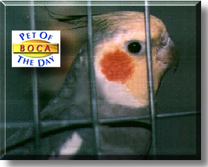 Boca, the Pet of the Day