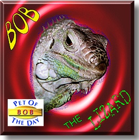 Bob, the Pet of the Day