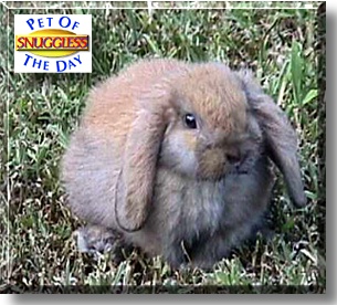 SnuggleSs, the Pet of the Day