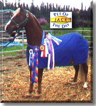Jack, the Pet of the Day