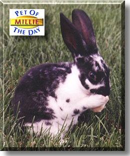 Millie, the Pet of the Day