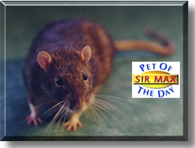 Sir Maximillian, the Pet of the Day