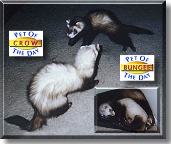 Crow and Bungee, the Pet of the Day