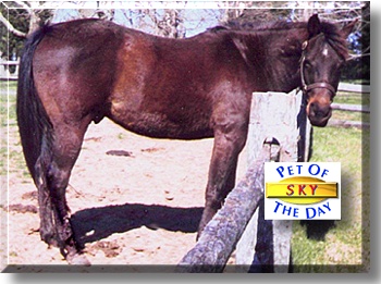 Sky, the Pet of the Day