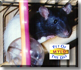 Mylo, the Pet of the Day