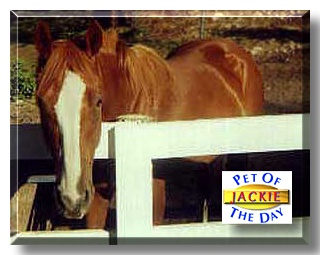 Jackie, the Pet of the Day