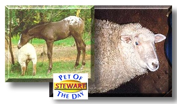 Stewart Lamb, the Pet of the Day