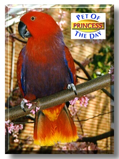 Princess, the Pet of the Day