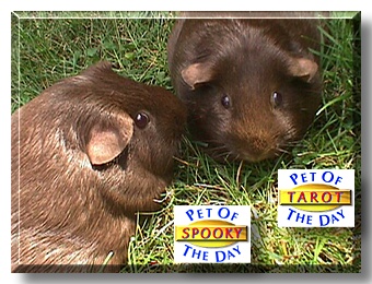 Tarot and Spooky, the Pet of the Day