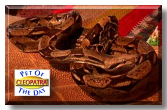 Cleopatra, the Pet of the Day