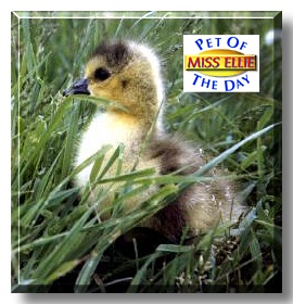 Miss Ellie, the Pet of the Day