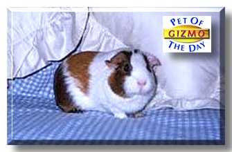 Gizmo, the Pet of the Day