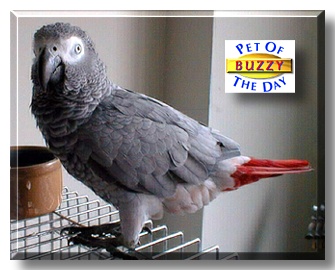 Buzzy, the Pet of the Day