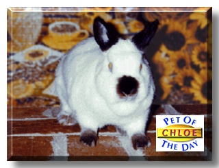 Chloe, the Pet of the Day