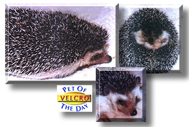 Velcro, the Pet of the Day