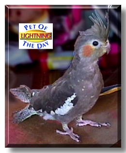 Lightning, the Pet of the Day