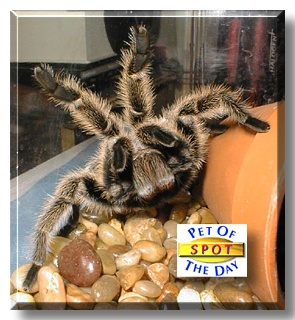Spot, the Pet of the Day