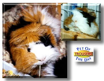 Trousers, the Pet of the Day