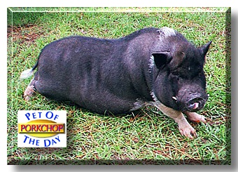 Porkchop, the Pet of the Day