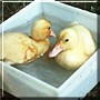 Clotilde and Pio Pis the Peking Ducks