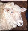 Stewart Lamb the Merino Sheep