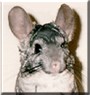 Stormy the Chinchilla