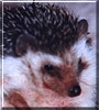 Velcro the Hedgehog