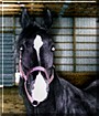 Kashmir the Egyptian Arabian Horse