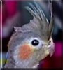 Lightning the Grey Cockatiel