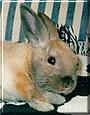 Cocoa the Rabbit