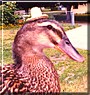 Honker the Mallard Duck