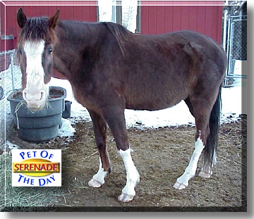 Serenade, the Pet of the Day