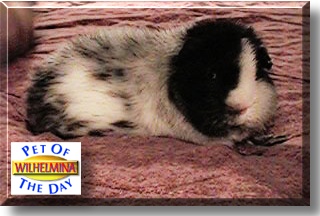 Wilhelmina, the Pet of the Day