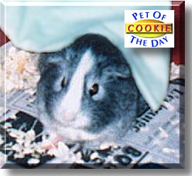 Cookie, the Pet of the Day