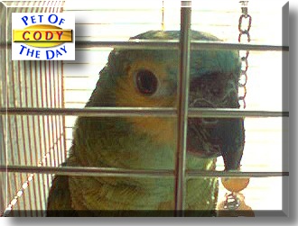 Cody, the Pet of the Day