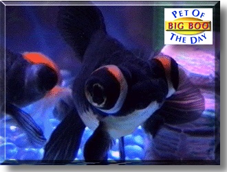 Big Boo, the Pet of the Day