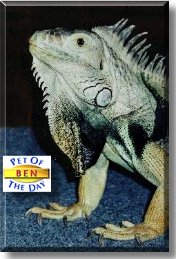 Ben, the Pet of the Day
