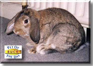 Buck, the Pet of the Day