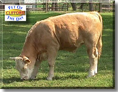 Clifford, the Pet of the Day