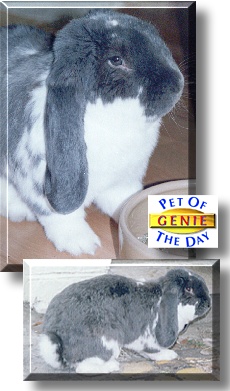 Genie, the Pet of the Day