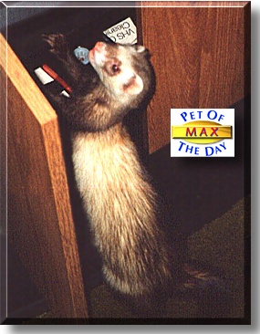 Max, the Pet of the Day
