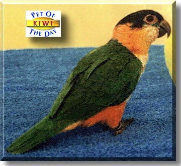 Kiwi, the Pet of the Day