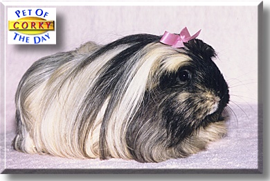 Corky, the Pet of the Day