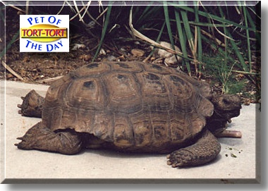 Tort-Tort, the Pet of the Day