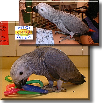 Chika, the Pet of the Day