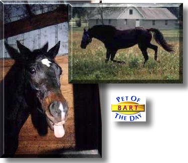 Bart - Pipesanddrums, the Pet of the Day