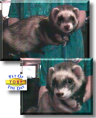 Toby, the Pet of the Day