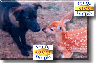 Rocky, Nick, the Pet of the Day