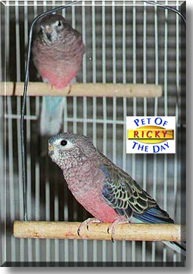 Ricky, the Pet of the Day
