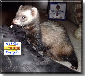 Scooter, the Pet of the Day